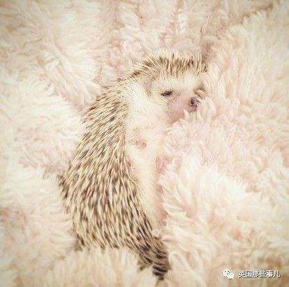 网红刺猬,揭秘网络红人的魅力与挑战