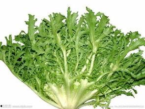 苦苣菜的图片,野菜中的绿色瑰宝