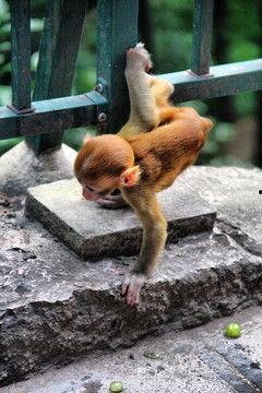 猴子的资料,揭秘猴子的智慧与生活